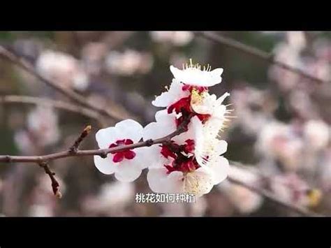 家裡種桃花|【種桃花】在家輕鬆種出滿室桃花香，讓春色點綴你的家！ – 虞默。